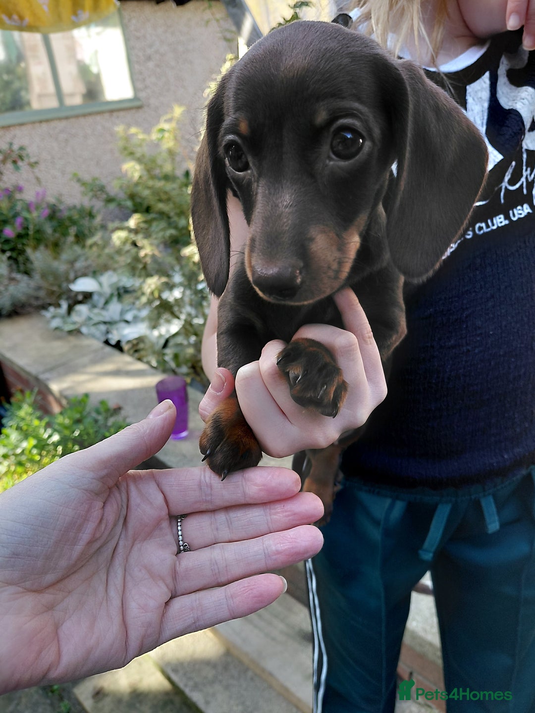 Dachshund dogs for sale: Miniature Daschund - Image 16