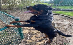 Rottweiler dogs for stud: German Rottweiler stud !🤩 - Image 4