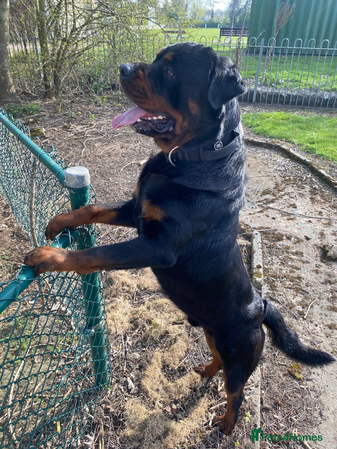 Rottweiler dogs for stud: German Rottweiler stud !🤩 - Image 4