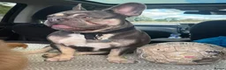 French Bulldog dogs for stud: PRINCE  - Advert 38