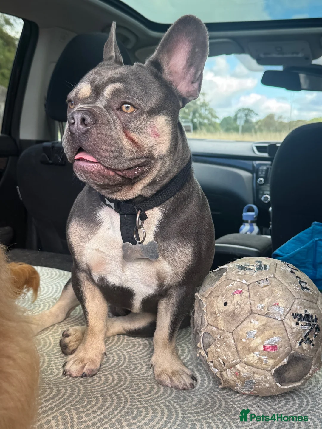 French Bulldog dogs for stud: PRINCE  - Advert 38