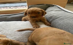 Cocker Spaniel dogs for sale: Health Tested Clear Cocker Spaniel Puppies  - Image 10