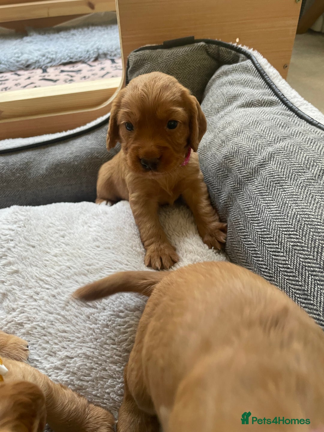 Cocker Spaniel dogs for sale: Health Tested Clear Cocker Spaniel Puppies  - Image 10