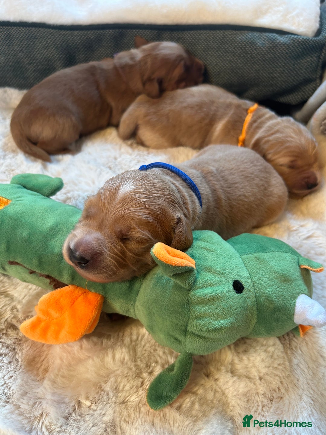 Golden Retriever dogs for sale: Lovely Litter 🐶 KC registered🐶health tested  - Advert 5