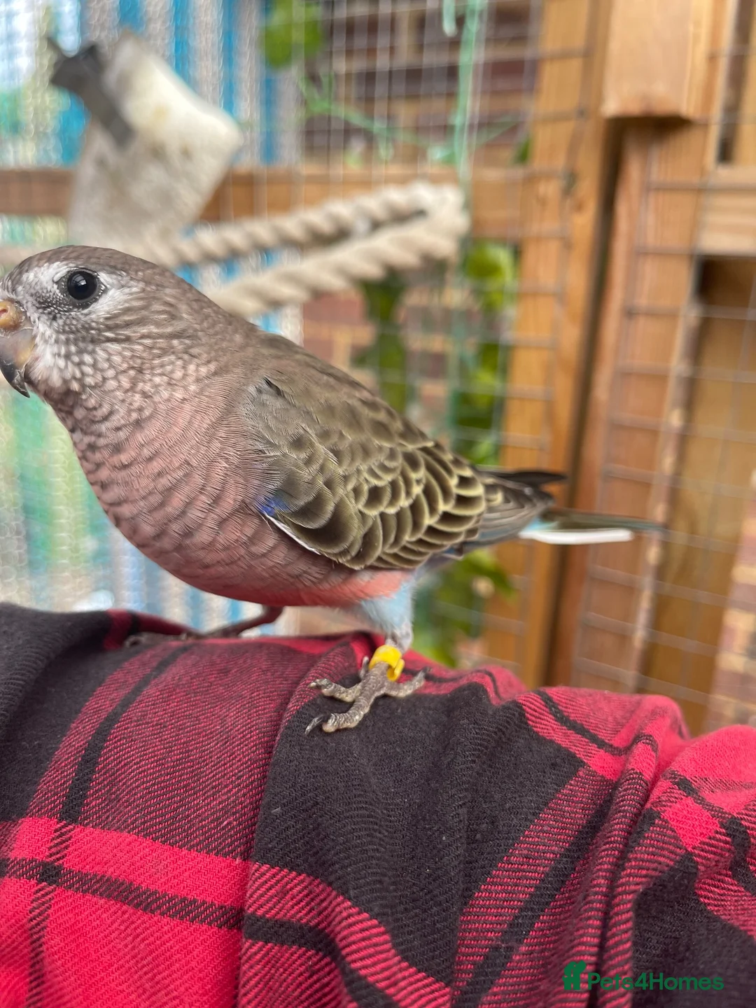 Parakeets birds for sale: Hand reared Bourkes Parakeets  - Advert 2