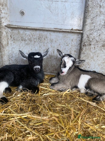 Goats livestock - Advert 4