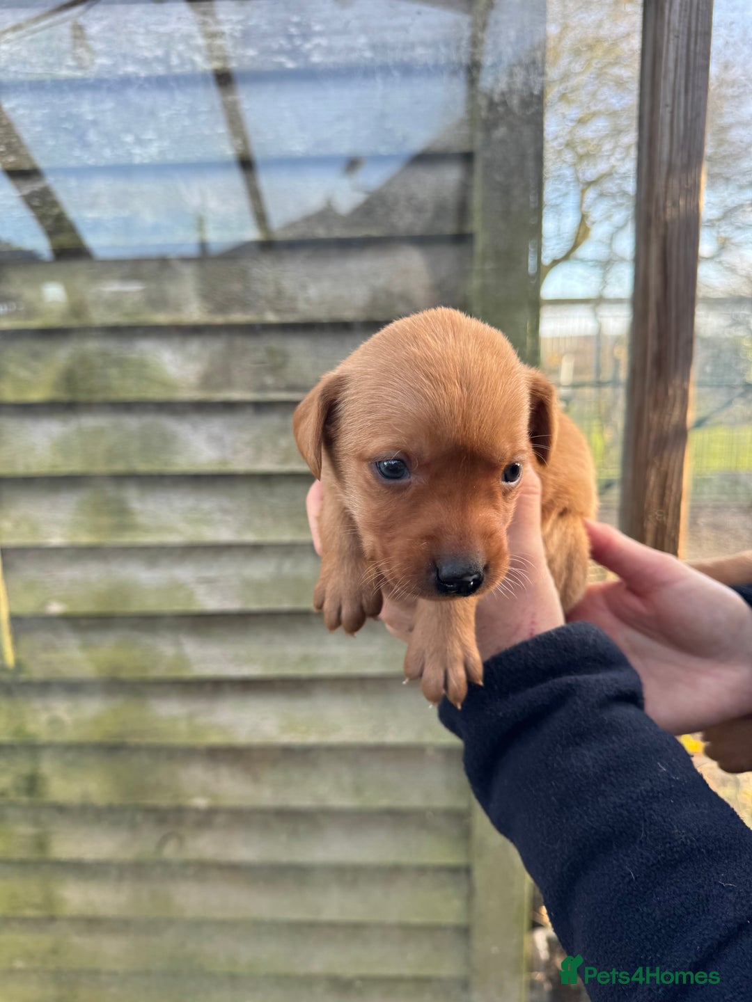 Labrador Retriever dogs for sale: 1st Class ⭐️⭐️⭐️⭐️⭐️ Licensed - Advert 5