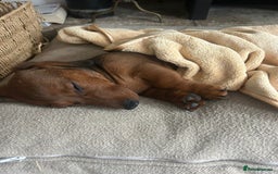 Miniature Dachshund dogs for sale: 1X Male Miniature Dachshund left  - READY TO GO - Image 23