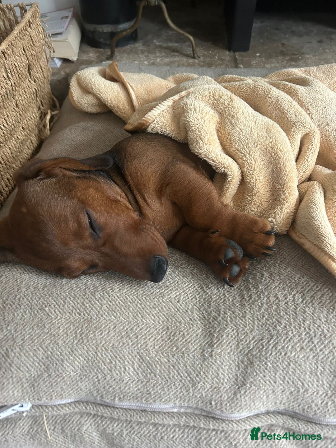 Miniature Dachshund dogs for sale: 1X Male Miniature Dachshund left  - READY TO GO - Image 23