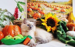 Ragdoll cats for sale: GCCF Ragdoll Kittens - Outstanding!  - Image 12