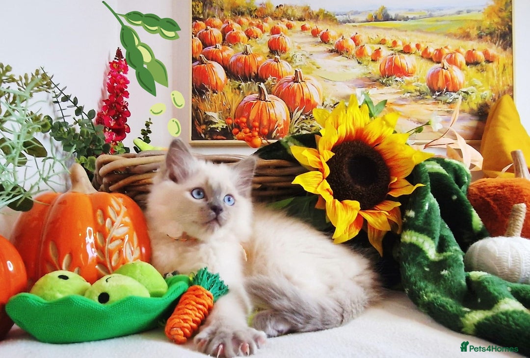 Ragdoll cats for sale: GCCF Ragdoll Kittens - Outstanding!  - Image 12