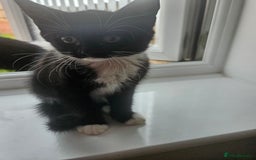 Mixed Breed cats for sale: 4 beautiful temperamental kittens  - Image 3