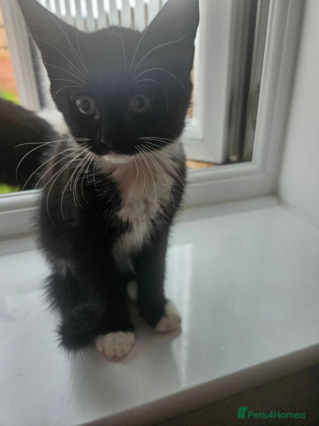 Mixed Breed cats for sale: 4 beautiful temperamental kittens  - Image 3