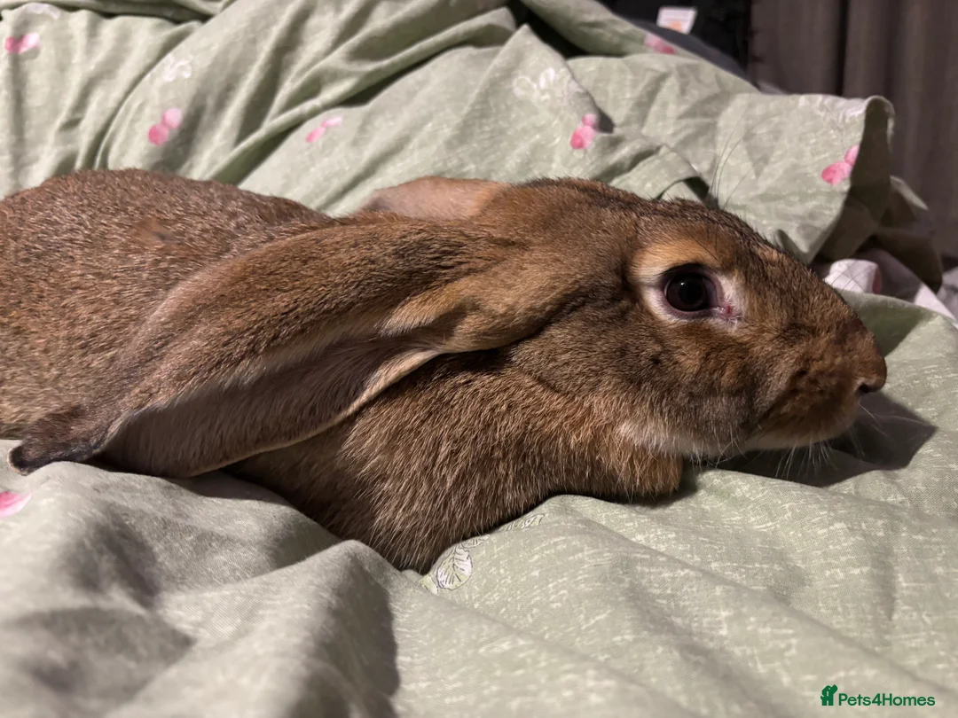English Lop rabbits for sale: Female English lops  - Advert 7