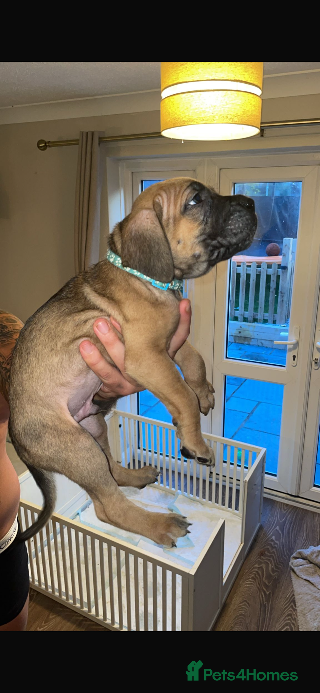Cane Corso dogs for sale: 9 beautiful cane corso pups for sale - Image 2