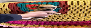 Mixed Breed 2