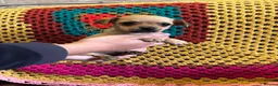 Mixed Breed dogs for sale: Pug x Pomeranian  - Advert 6