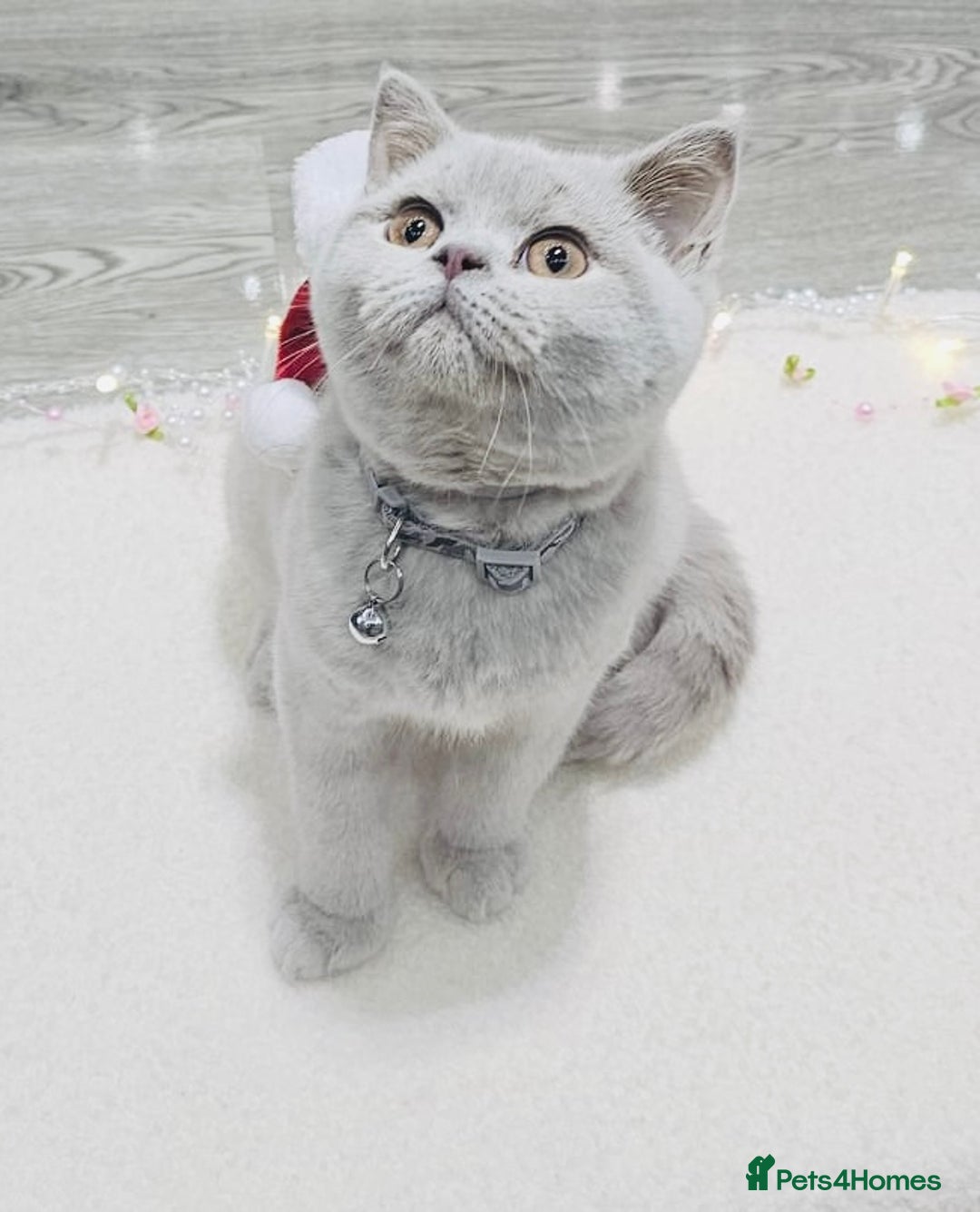 British Shorthair cats for sale: Beautiful Rare Fawn Lilac British Shorthair Girl! - Advert 3