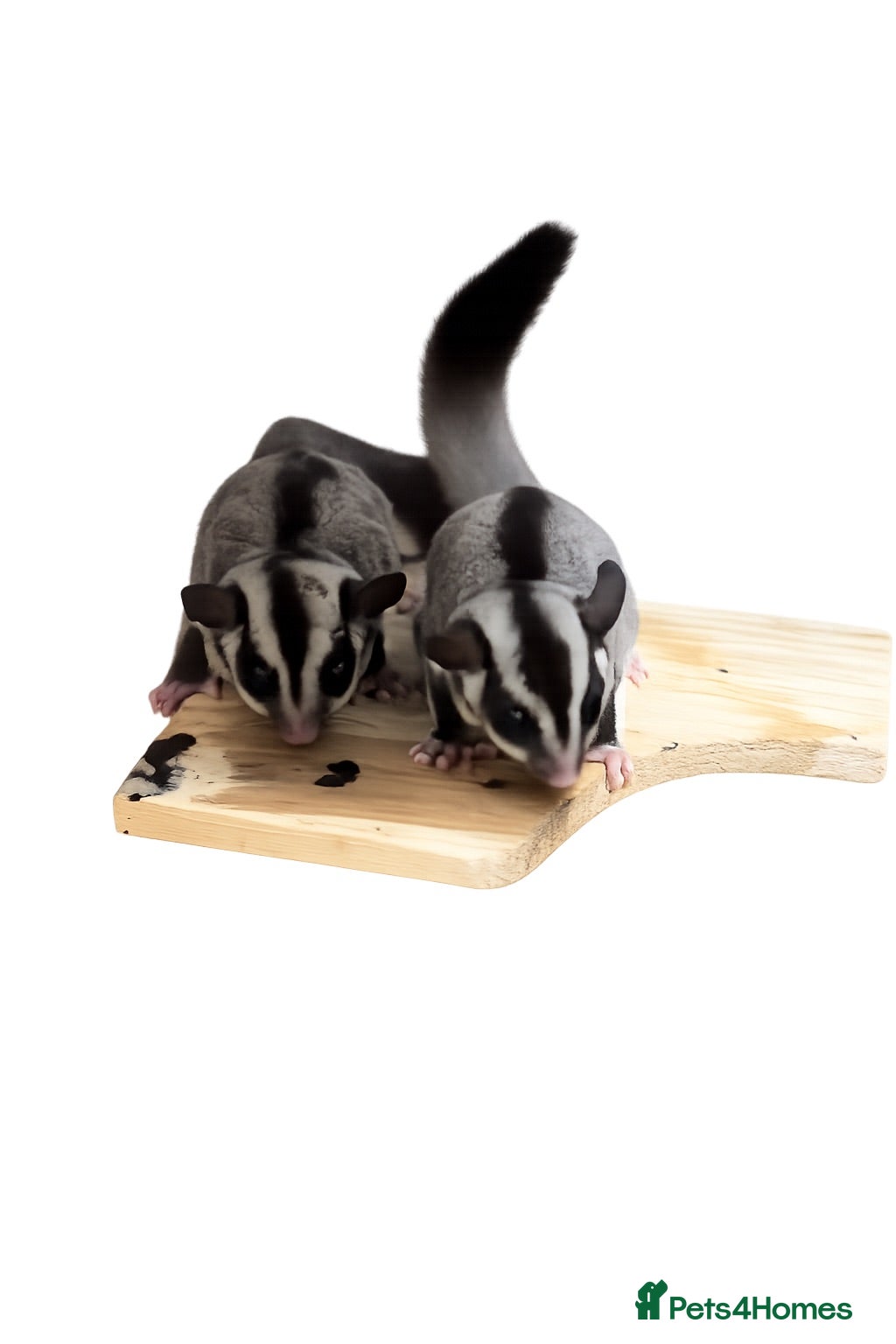 Sugar Glider rodents Sugar glider pair  - Advert 7