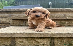 Cockapoo dogs for sale: Cockerpoo puppies - Image 5