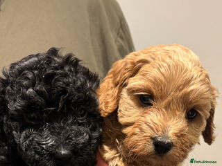 Cavapoo dogs - Advert 11