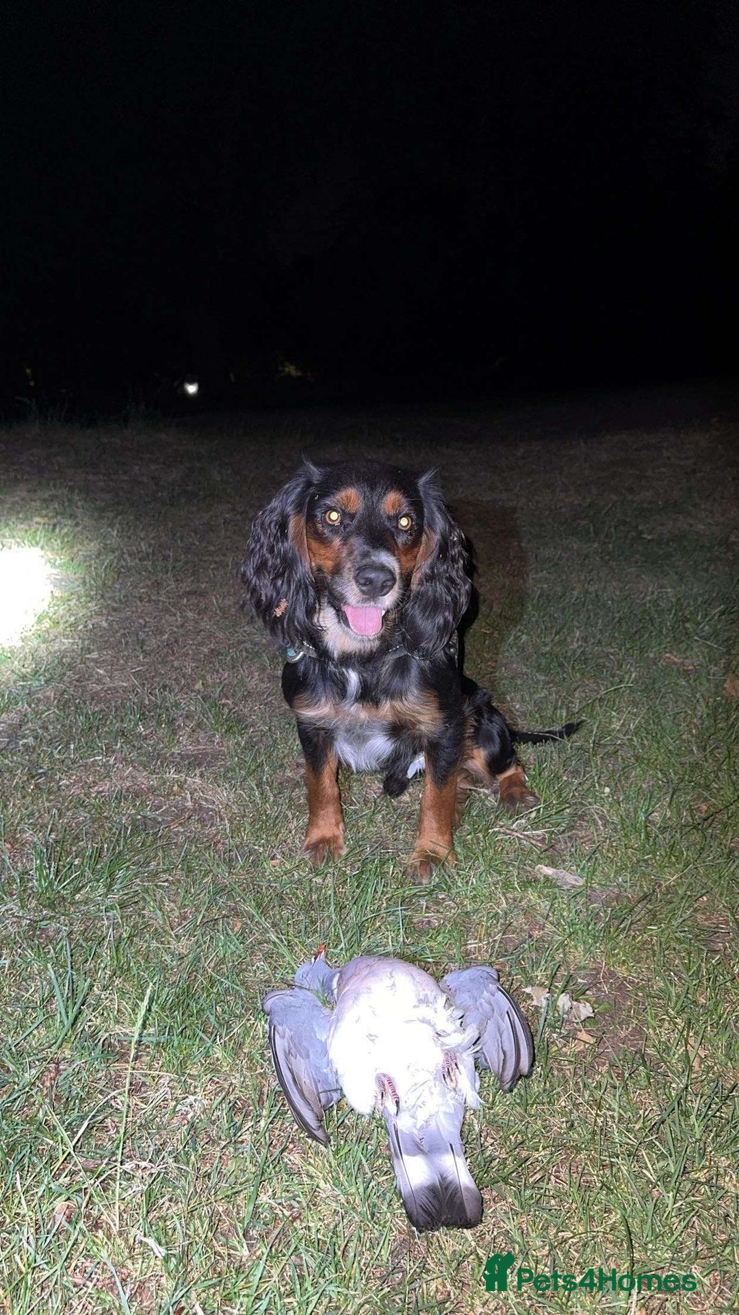 Cocker Spaniel dogs for sale: Cocker spaniel puppies  in Kidderminster - Image 23