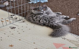 British Shorthair cats for sale: British shorthair and longhair  - Image 13