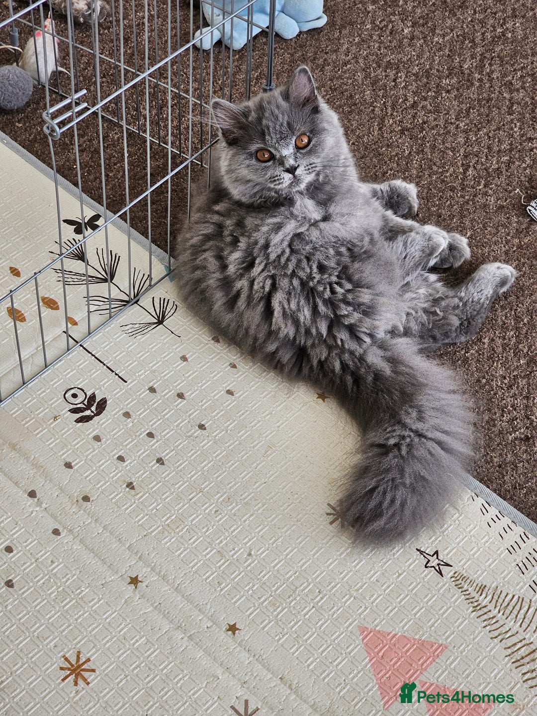 British Shorthair cats for sale: British shorthair and longhair  - Image 13