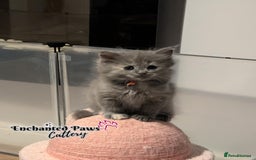 Ragcoon cats for sale: Stunning Ragcoon kittens! - Image 11