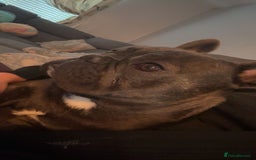 French Bulldog dogs for sale: french bulldog - Advert 3