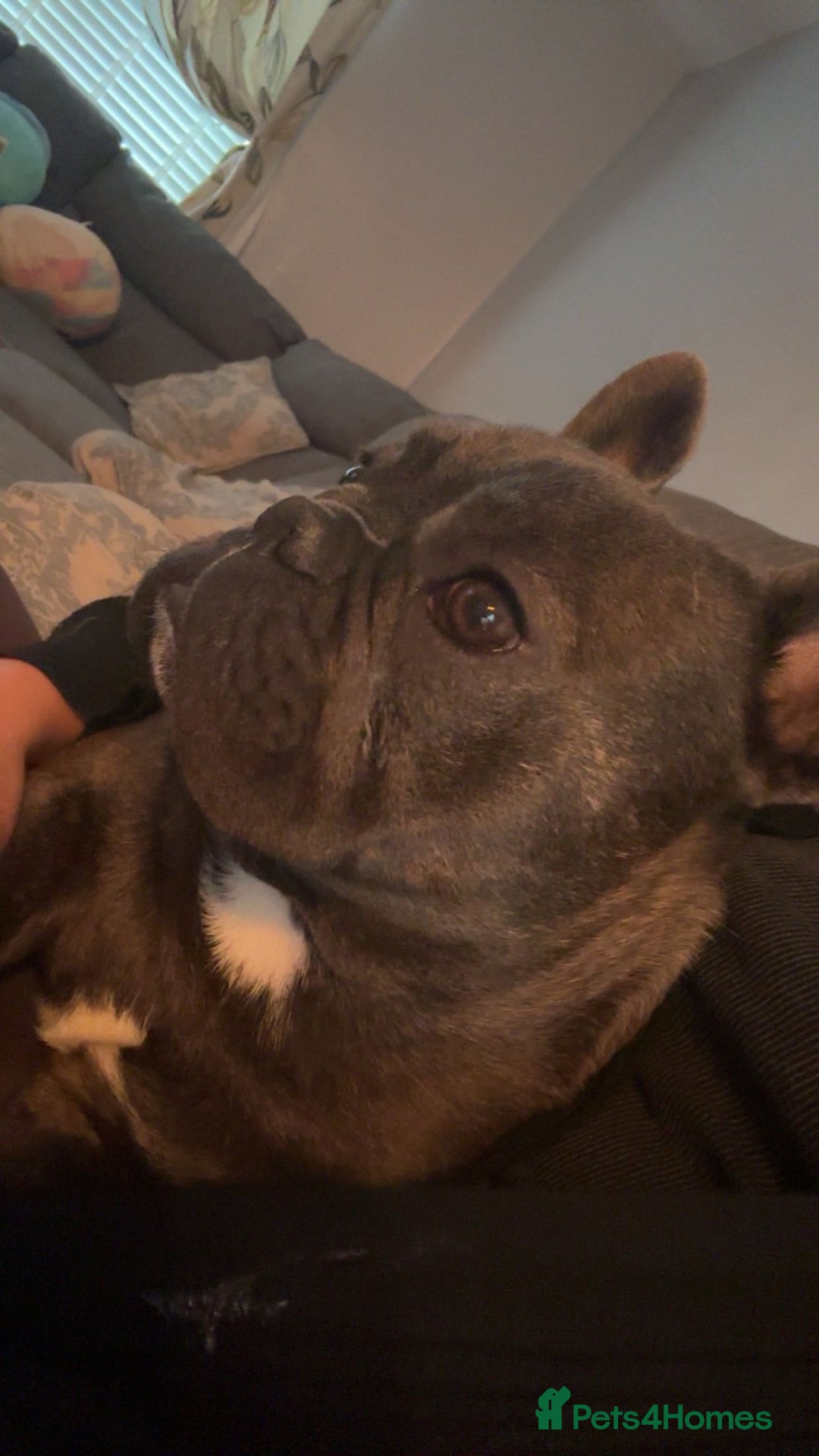 French Bulldog dogs for sale: french bulldog - Advert 3