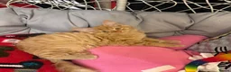 Mixed Breed cats for sale: 3 Gorgeous Ginger Kittens with 4 weeks insurance - Advert 3