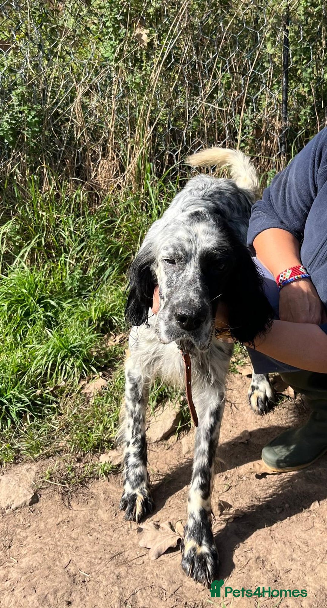 English Setter dogs for adoption: Nahi  - Image 2