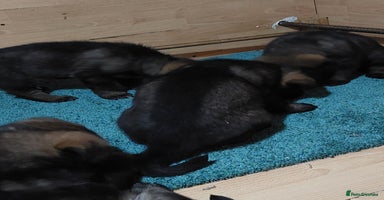 German Shepherd dogs Beautiful KC Registered German shepherd puppy 😍😍 - Advert 7