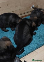 German Shepherd dogs Beautiful KC Registered German shepherd puppy 😍😍 - Advert 2