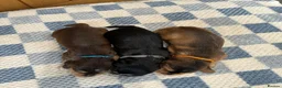 Cocker Spaniel dogs for sale: Health Tested Kc Show Type Cocker Spaniel Puppies - Advert 4