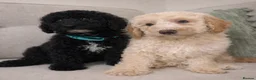Mixed Breed dogs for sale: DNA HEALTH TESTED miniature Cavapoos 🩷 - Advert 1