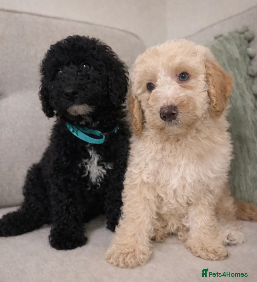 Mixed Breed dogs for sale: DNA HEALTH TESTED miniature Cavapoos 🩷 - Advert 1