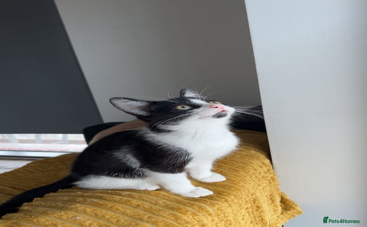 Domestic Shorthair cats - Advert 1