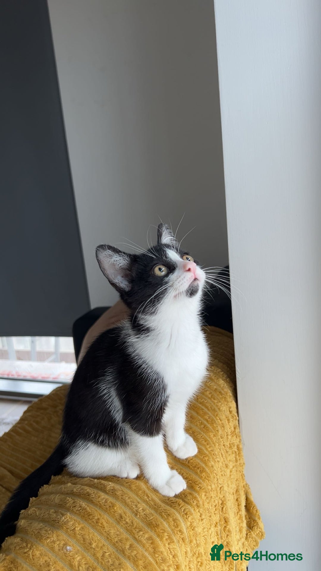Domestic Shorthair cats for sale: Lovely kitten looking for new home  - Image 1