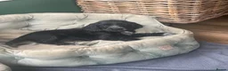 Cocker Spaniel dogs for sale: 🐶Health tested show cockers 🐕‍🦺🐾🐾🐾 - Advert 16