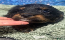 Cavapoo dogs for sale: F1 cavapoo puppies 🐶 🩵💜 - Image 7