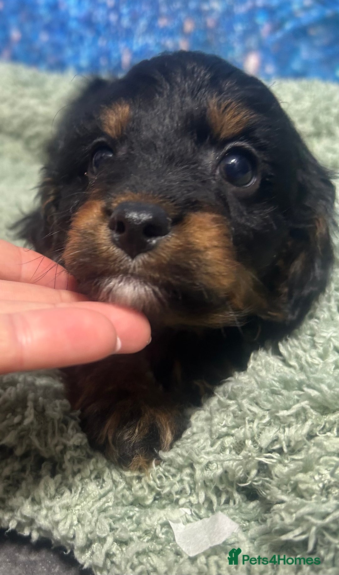Cavapoo dogs for sale: F1 cavapoo puppies 🐶 🩵💜 - Image 7