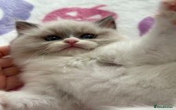Ragdoll cats for sale: Blue eyes Blue-Bicolor kittens  - Image 19