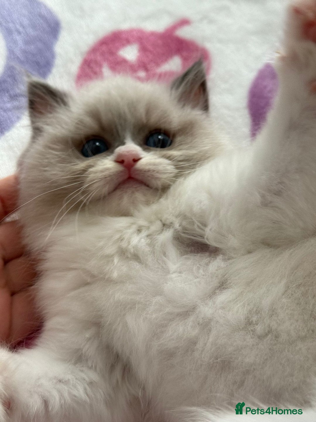 Ragdoll cats for sale: Blue eyes Blue-Bicolor kittens  - Image 19