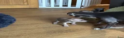 Italian Greyhound dogs for sale: Kc reg Italian greyhound puppies for sale - Advert 6
