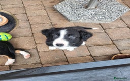 Mixed Breed dogs for sale: Border Collie x Welsh Collie - Image 7