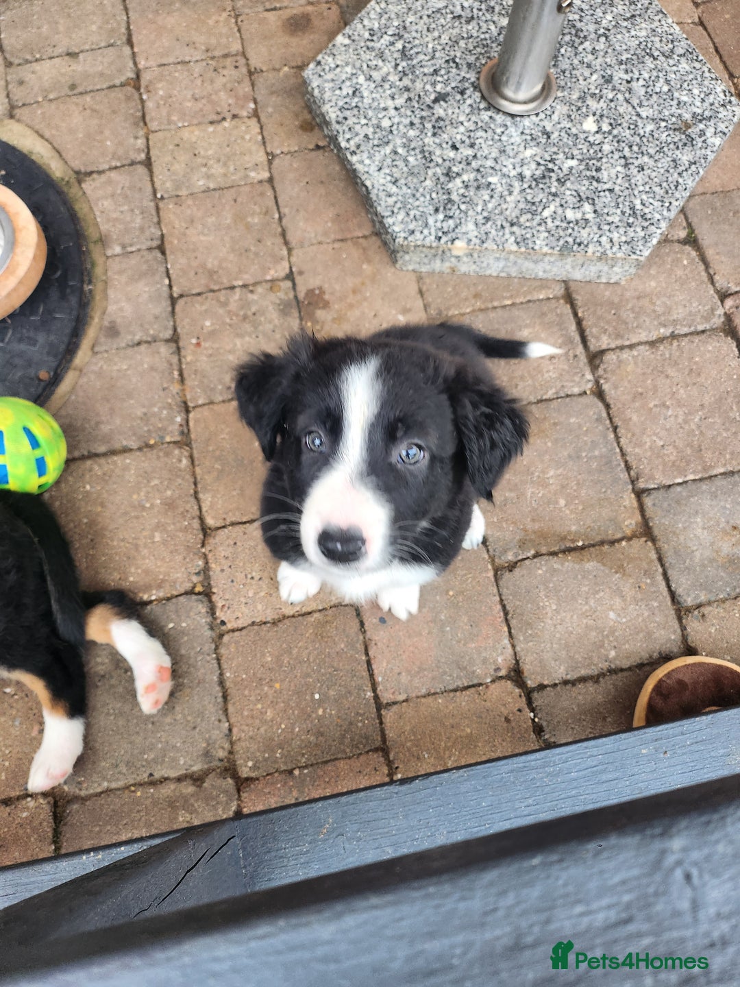 Mixed Breed dogs for sale: Border Collie x Welsh Collie - Image 7
