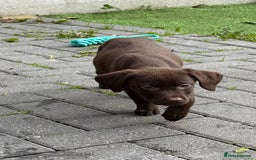 Labrador Retriever dogs for sale: Chunky chocolate 🍫 lab puppy’s girls only  - Image 10