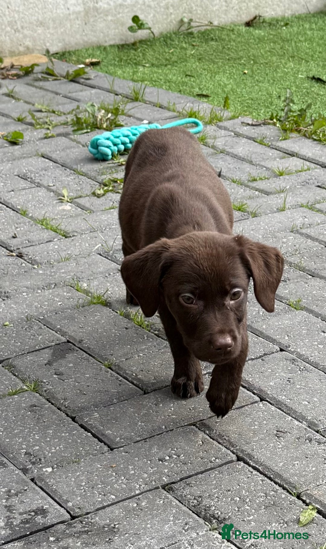 Labrador Retriever dogs for sale: Chunky chocolate 🍫 lab puppy’s girls only  - Image 10